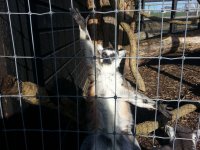 Всем лучи добра животные, кадр, люди, фото, фотоподборка


5 узбагоительных мне и моим товарищам