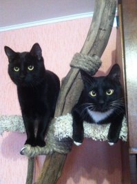 Это мои любимкины, Касьян и Бакс