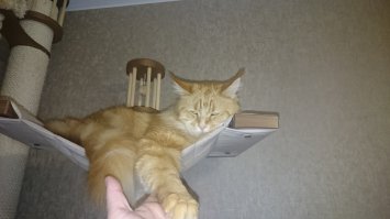 Не могу удержаться и не выложить свою куняру)))