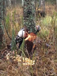 Интересные такие! Один дерево ест, другой водопад пьёт! Дети природы!