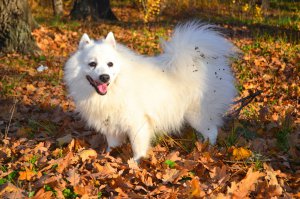 Живем на 10 этаже, псы четко различают, когда к дому подъезжает именно наша машина, а уж после звука сигнализации начинают сходить с ума. Поражаюсь такому слуху! И ведь никогда не ошибаются!