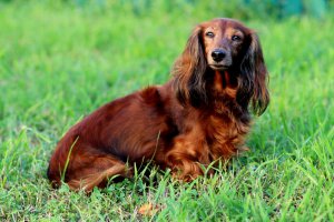 Живем на 10 этаже, псы четко различают, когда к дому подъезжает именно наша машина, а уж после звука сигнализации начинают сходить с ума. Поражаюсь такому слуху! И ведь никогда не ошибаются!