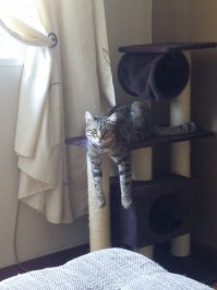 Наш вот так повисеть любит))) Еще вяжет иногда