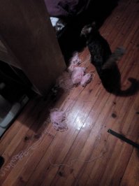 Наш вот так повисеть любит))) Еще вяжет иногда