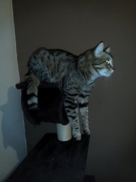 Наш вот так повисеть любит))) Еще вяжет иногда