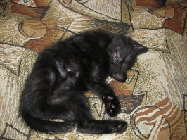 А мой носился по квартире с заносами, поэтому назвали Шуми. В комплектации только три режима: жрать, спать, гулять. Тут показан спящий режим.