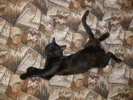 А мой носился по квартире с заносами, поэтому назвали Шуми. В комплектации только три режима: жрать, спать, гулять. Тут показан спящий режим.