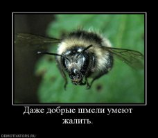 Открывает он, а страшно мне. Как выглядит настоящее шмелиное гнездо