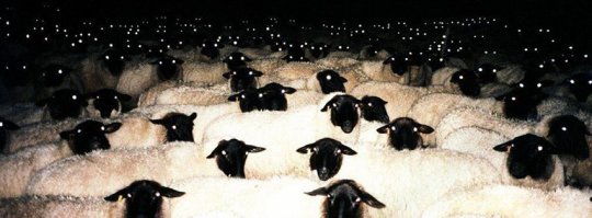 Следом лезет идиот с криком: «Всех не перебьёт!»