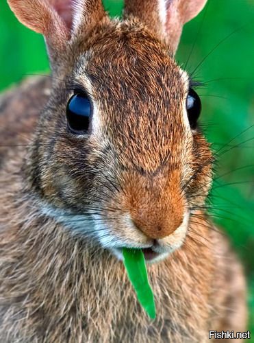 Из солянки от 21.02.2016