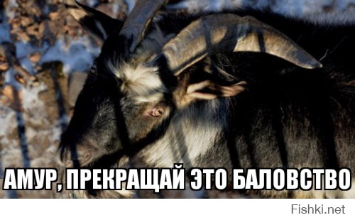 Из солянки от 21.02.2016