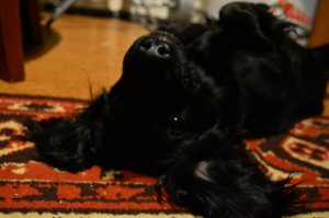 А ещё у собак шикарный нос и они реально рады прогулкам в любую погоду! Ну видно же счастье в глазах xD