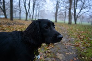 А ещё у собак шикарный нос и они реально рады прогулкам в любую погоду! Ну видно же счастье в глазах xD