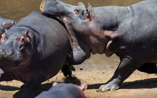 Твоим хлебальником, да медку бы хлебнуть!....