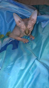 Самые дорогие породы кошек: эльфы, керлы, саванны и другие