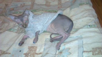 Самые дорогие породы кошек: эльфы, керлы, саванны и другие