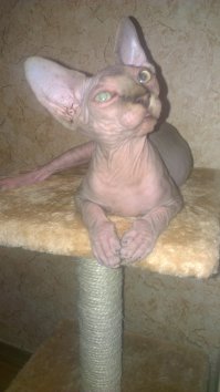 Самые дорогие породы кошек: эльфы, керлы, саванны и другие