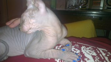 Самые дорогие породы кошек: эльфы, керлы, саванны и другие