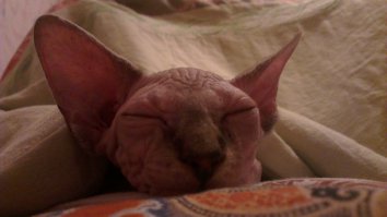 Самые дорогие породы кошек: эльфы, керлы, саванны и другие