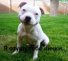 10 интересных фактов о собаках!