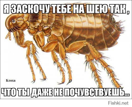 Из солянки от 21.02.2016