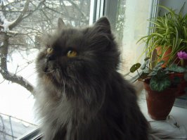 от моей  "кисы" так  собак мелкий драпал примерно