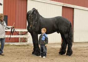 Великолепнее совершенных: лошади в орнаментах