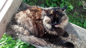 Это моя - сама пришла домой котенком.