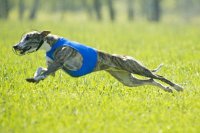 8. Самая быстрая собака — грейхаунд по кличке Стар Тайтл. Ее максимальная скорость — 67,32 км/ч.

Дополню немного: Это официально зарегистрированный рекорд. Есть неофициальные данные о скоростях победителей забегов до 71 км/ч. Вторым и почти равным по скорости грейхаунду является уиппет, но уступает он совсем немного. Более того, в смешанных забегах чаще выигрывают уиппеты за счет меньшего веса, большей наглости и большей маневренности. 
И грей выглядит совсем не так, как на фотографии в 8 пункте:)
Грейхаунд:


Уиппет:


А вот как они выглядят вместе (самая маленькая там - левретка):