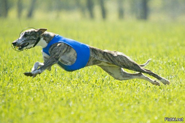 8. Самая быстрая собака — грейхаунд по кличке Стар Тайтл. Ее максимальная скорость — 67,32 км/ч.

Дополню немного: Это официально зарегистрированный рекорд. Есть неофициальные данные о скоростях победителей забегов до 71 км/ч. Вторым и почти равным по скорости грейхаунду является уиппет, но уступает он совсем немного. Более того, в смешанных забегах чаще выигрывают уиппеты за счет меньшего веса, большей наглости и большей маневренности. 
И грей выглядит совсем не так, как на фотографии в 8 пункте:)
Грейхаунд:


Уиппет:


А вот как они выглядят вместе (самая маленькая там - левретка):
