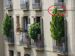 Сосед по любому шишки тырит ))))