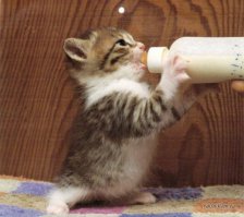 Анекдот из жизни приятелей