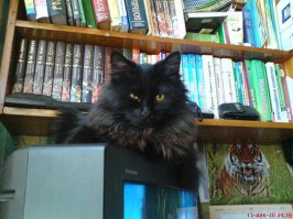 Прям как наше "гмо" :)