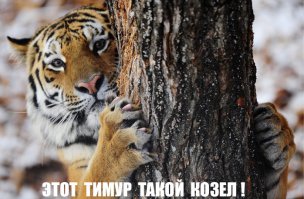 А  еще тигры боятся козлов
