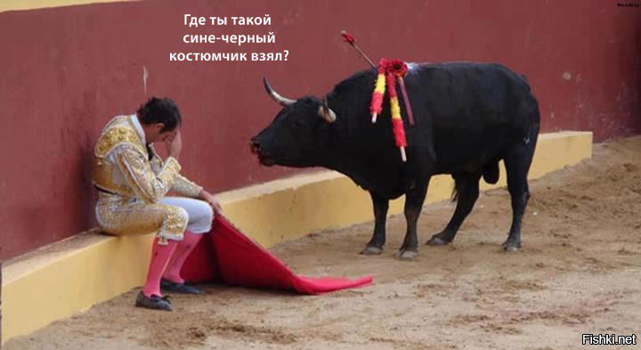 Быки любопытнее :)