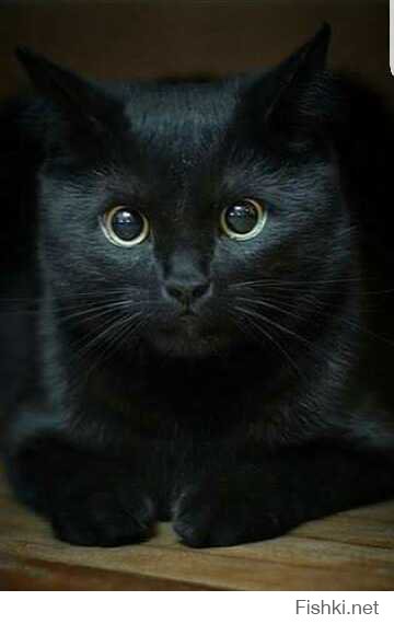 Говорят, черные коты приносят несчастье, а мне и моей семье вот наоборот добро и тепло в дом!;)