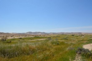 Впервые за много лет цветет Долина смерти 