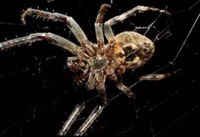 Самка паука (или самец))