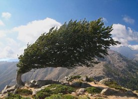 Это не мощность ветра, просто там постоянно дует ветер и дерево выросло в таком положении.