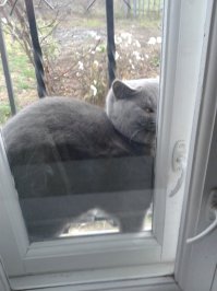 Выпустил погулять:)