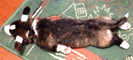 Моя чуча)) 
Пардон за качество...