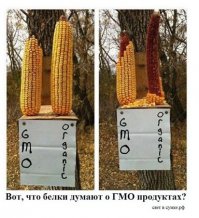 Необычные и забавные кормушки для белочек