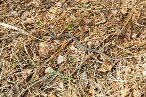 1 мая Новосибирск,пербежала дорогу,посмотрела на нас и свалила в кусты,медленная какая то,видимо только проснулась.