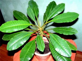 Половина из перечисленных растений - сезонники, требующие грамотной выгонки и теряющие привлекательность после цветения - поэтому в комнате их редко выращивают,чаще на клумбе. Дома наиболее опасными представляются все типы молочайников (суккуленты), которые даже при случайном травмировании растения выделяют ядовитый млечный сок, способный вызывать ожоги кожи и отравления.