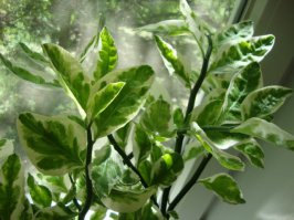 Половина из перечисленных растений - сезонники, требующие грамотной выгонки и теряющие привлекательность после цветения - поэтому в комнате их редко выращивают,чаще на клумбе. Дома наиболее опасными представляются все типы молочайников (суккуленты), которые даже при случайном травмировании растения выделяют ядовитый млечный сок, способный вызывать ожоги кожи и отравления.