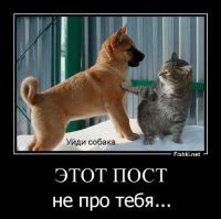 Встречайте кота с самыми красивыми в мире глазами