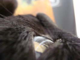 Встречайте кота с самыми красивыми в мире глазами
