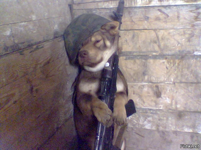 Из солянки от 24.02.2016