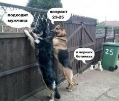 Первая картинка с собакой напомнила