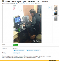 10 комнатных растений, опасных для детей и животных 